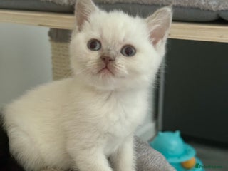 British Shorthair cats British shorthair kittens one boy available - Advert 5
