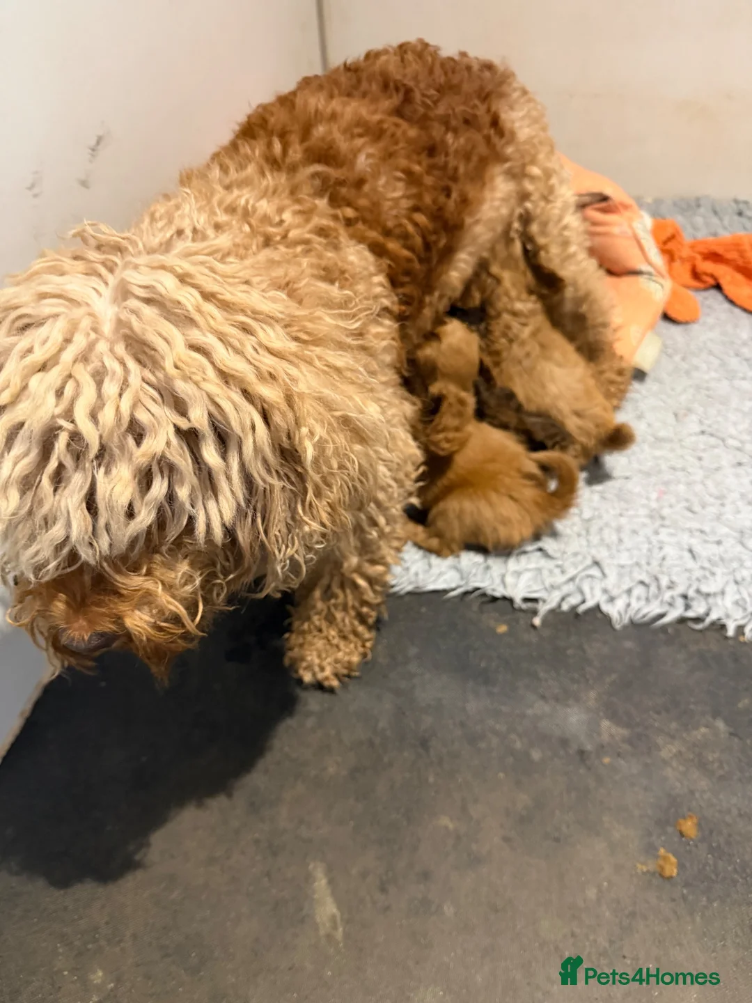Cockapoo dogs for sale: F1B Cockapoo Puppies - Advert 18