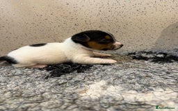 Jack Russell dogs for sale: Jack Russell puppies  - Image 2