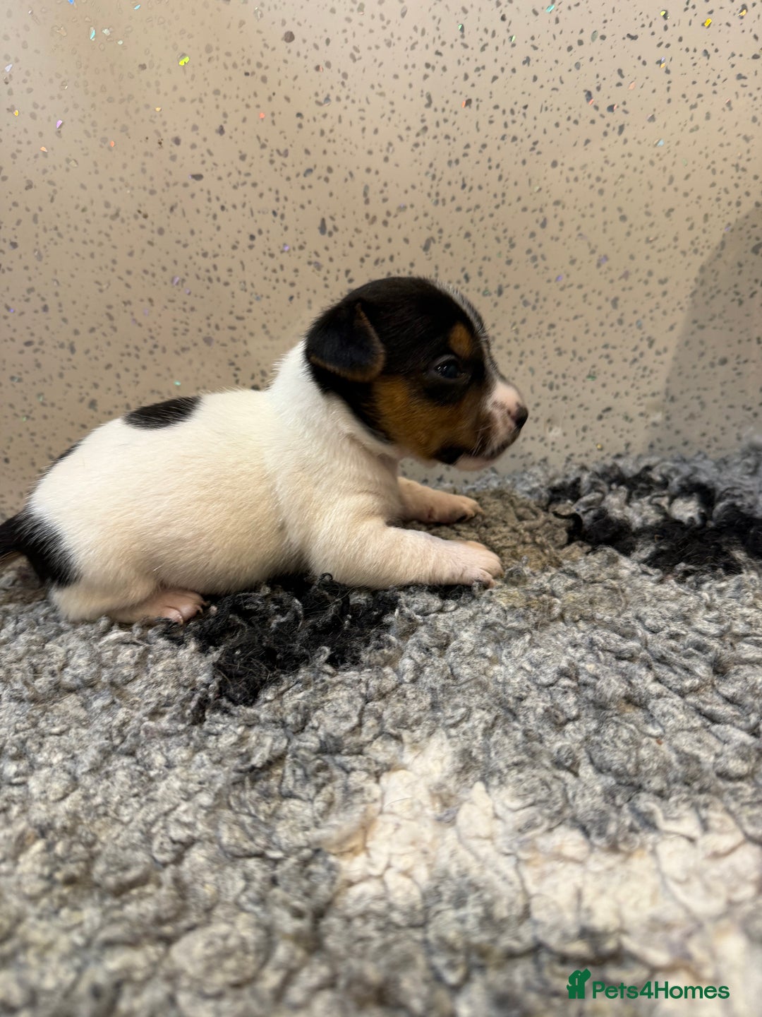 Jack Russell dogs for sale: Jack Russell puppies  - Image 2