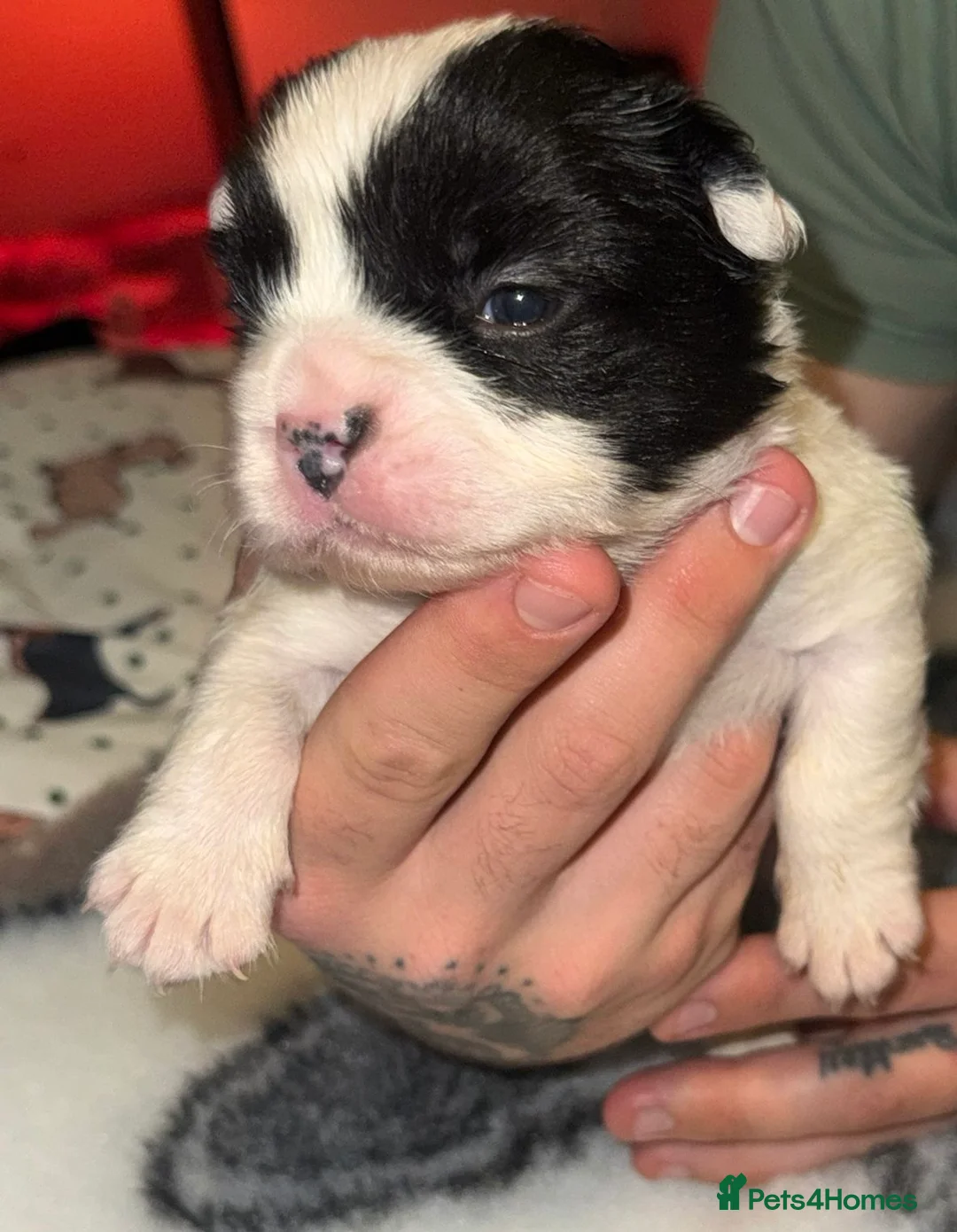 French Bulldog dogs for sale: Visual fluffy French bulldogs  - Advert 9