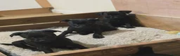 Patterdale Terrier dogs for sale: Patterdale Puppies - 5 Beautiful Bitches - Advert 3