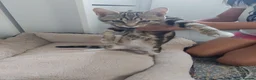 Mixed Breed cats for sale: Friendly Tabby Kitten Looking for a Loving Home - Advert 5