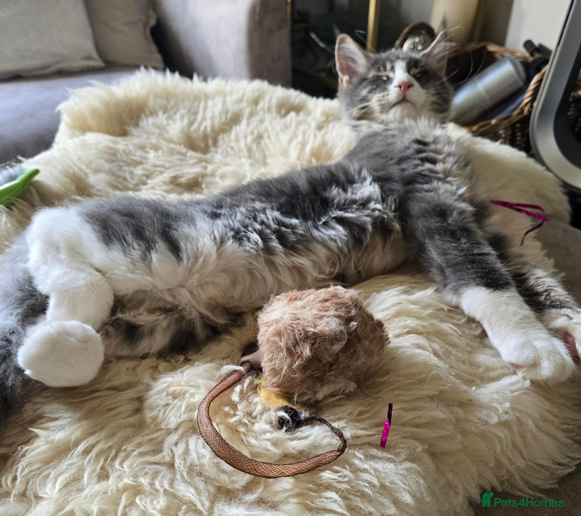 Maine Coon cats Tica Pedigree Maine Coons - Advert 4
