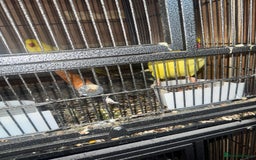 Ringnecks birds for sale: Pair ringneck - Advert 5