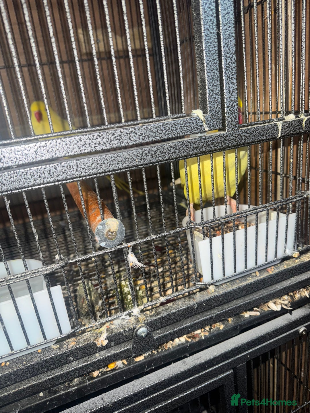 Ringnecks birds for sale: Pair ringneck - Advert 5