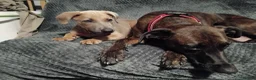 Lurcher dogs for sale: 8 week old male lurcher puppy  in Clacton-on-Sea - Advert 2