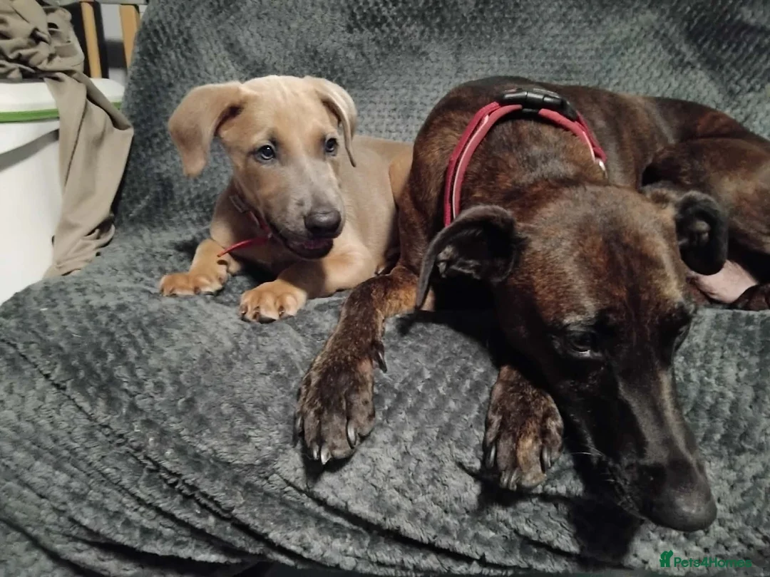 Lurcher dogs for sale: 8 week old male lurcher puppy  in Clacton-on-Sea - Advert 2