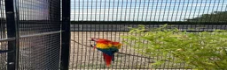 Macaws birds for sale: Scarlet Macaws  in Spalding - Advert 6
