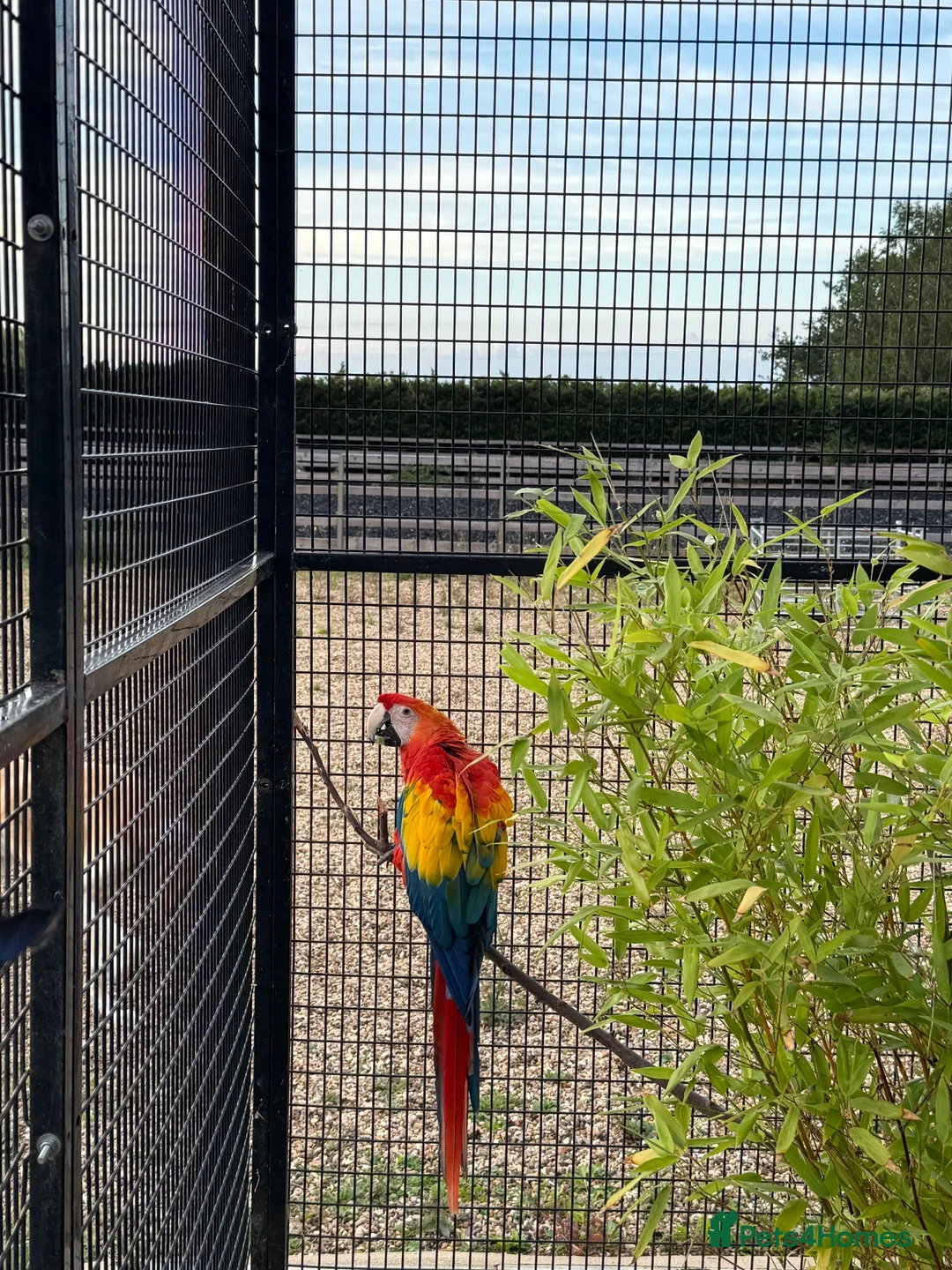 Macaws birds for sale: Scarlet Macaws  in Spalding - Advert 6