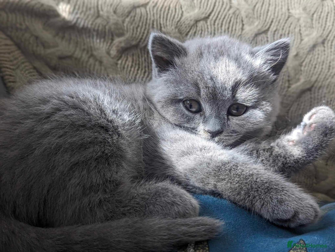 British Shorthair cats for sale: Both parents pedigreesTICA pedigree-dad5xchampion  - Image 21