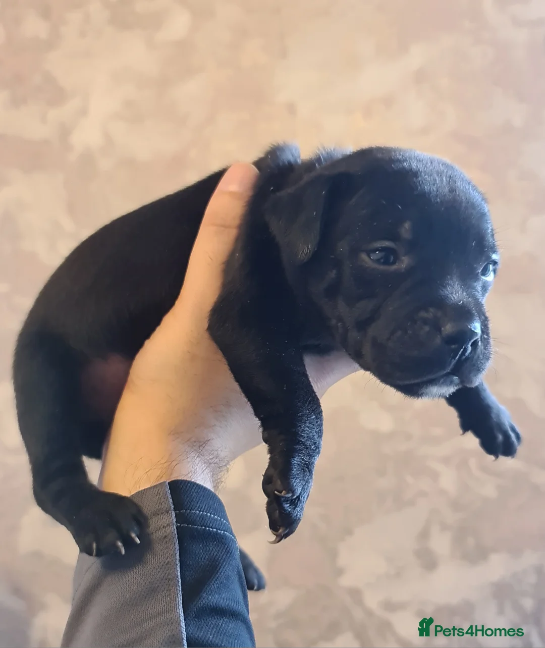 Staffordshire Bull Terrier dogs for sale: Adorable Black and blue kc staffy puppys  - Advert 14