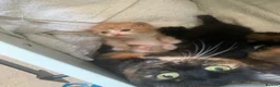 Mixed Breed cats for sale: 3 males kittens - Advert 3