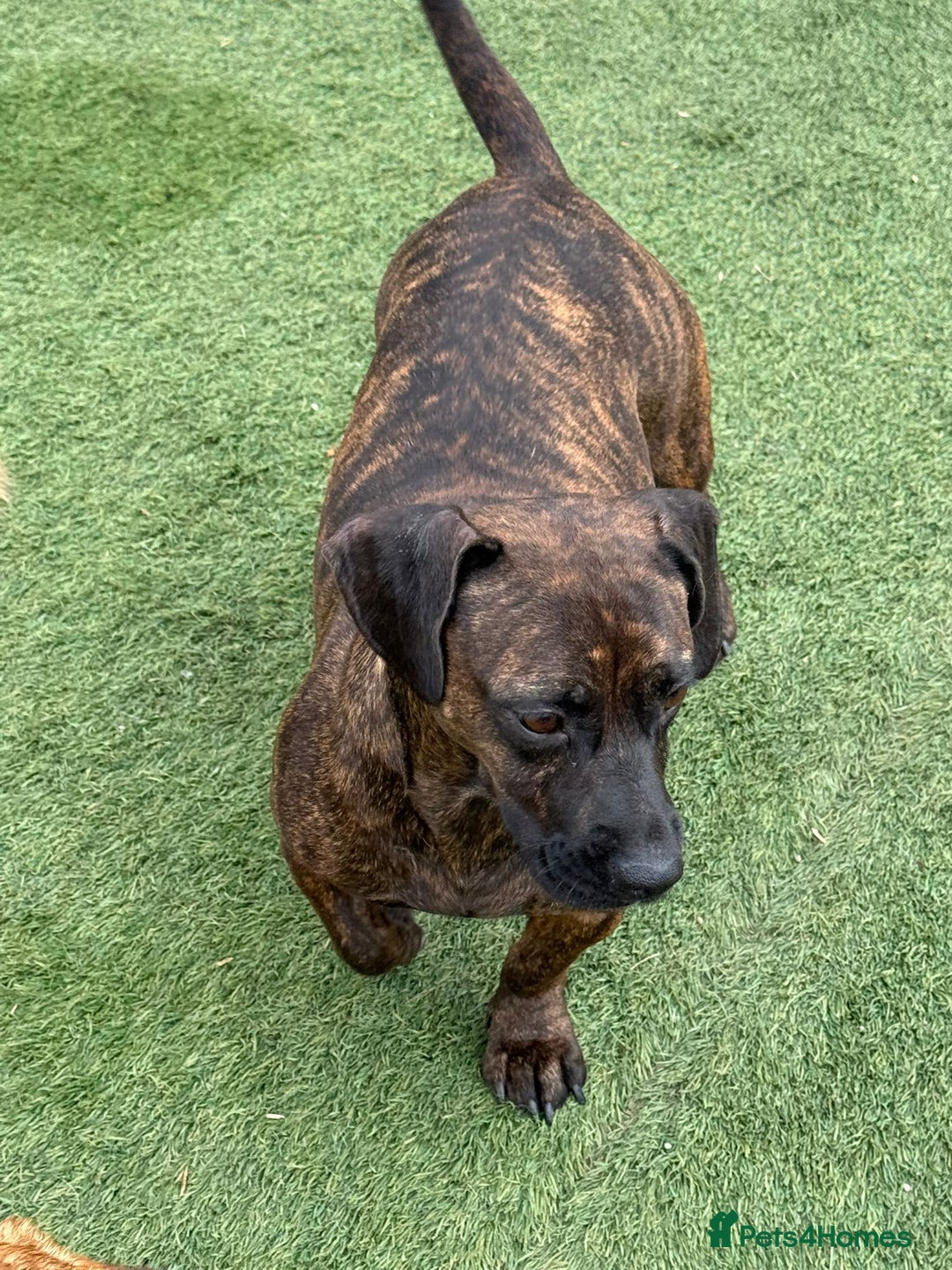 Mixed Breed dogs for adoption: Cutie Mimmi looking for love - Advert 11