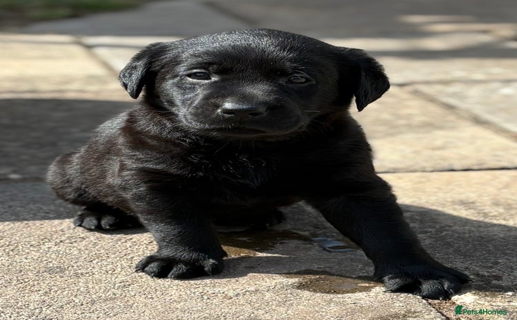 Labrador Retriever dogs - Advert 1