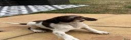 English Springer Spaniel dogs for sale: English Springer spaniel female  - Advert 5