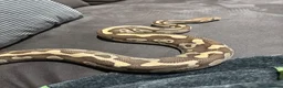 Python Snake reptiles for sale: 4 ball pythons  - Advert 3