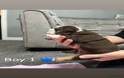 English Bulldog dogs for sale: 🐶 KC Registered English Bulldog Puppies 🐶 - Image 15