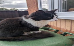 British Longhair cats for sale: Male Cat seeking new home - Image 3