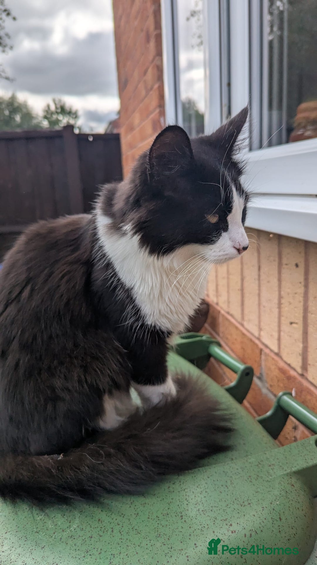 British Longhair cats for sale: Male Cat seeking new home - Image 3