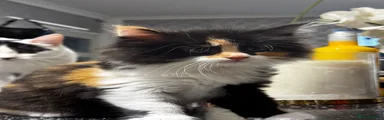 Maine Coon 2