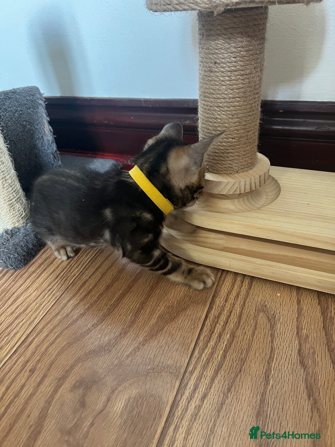 Bengal cats for sale: 🐾 TICA Registered Bengal Kittens-Ready Now  🐆🥰 - Image 26