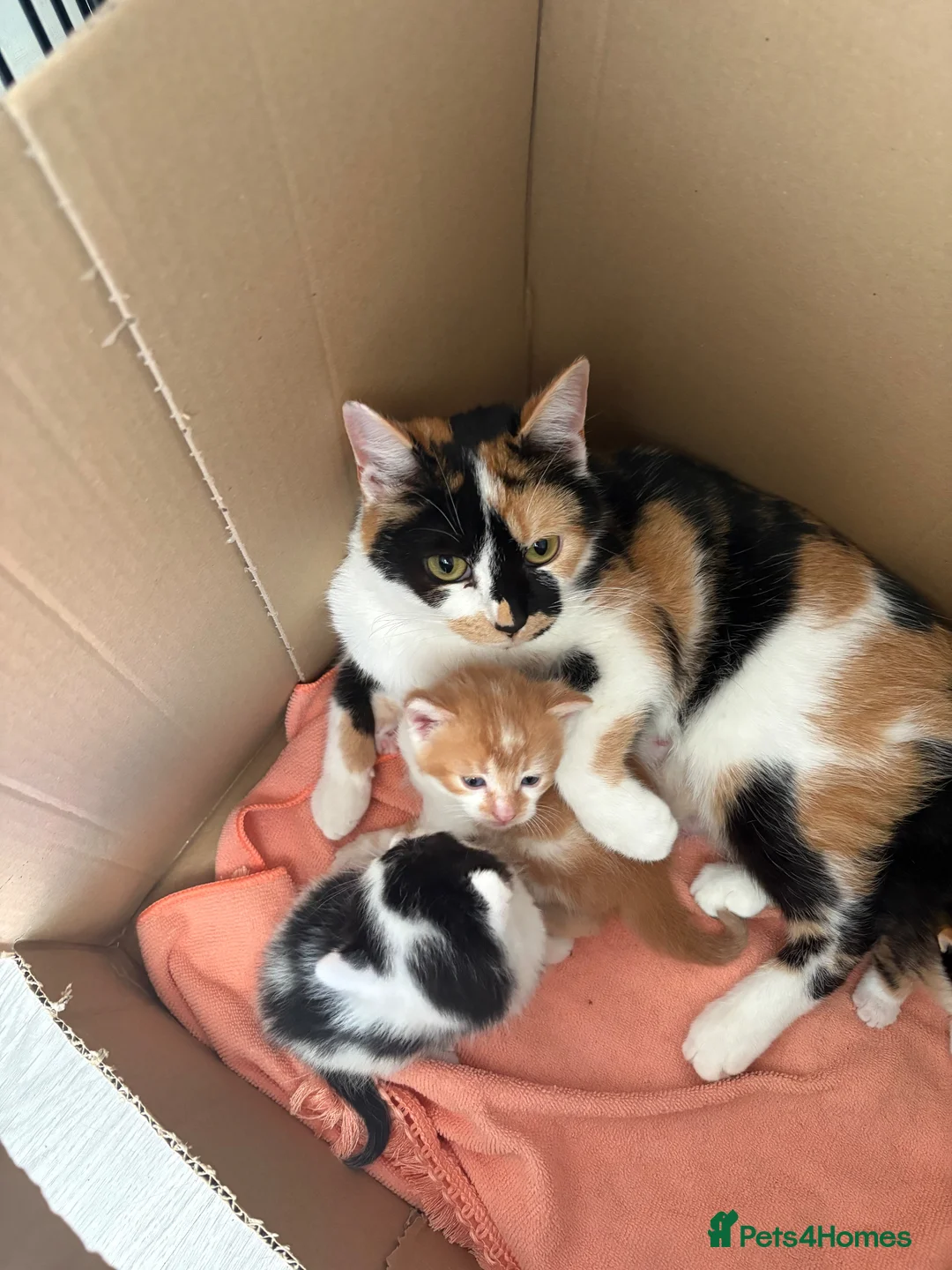 Mixed Breed cats for sale: 4 mixed breed kittens 2 female & 2 male - Advert 2