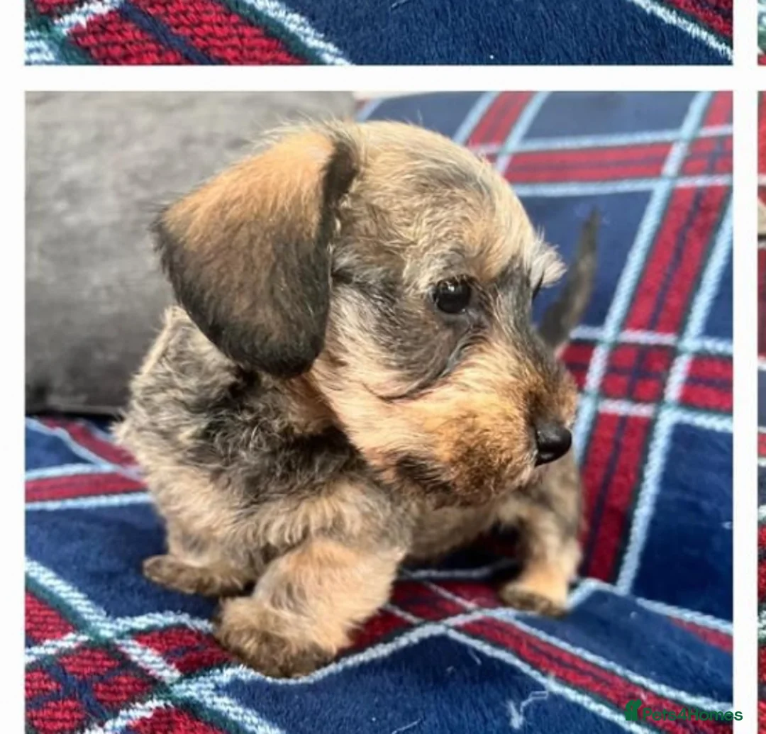 Miniature Dachshund dogs for sale: READY NOW MINI WIRES KC REG LAFORA PRA CL - Advert 11