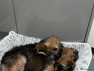 Border Terrier dogs Kc registered Border terrier puppies - Advert 7