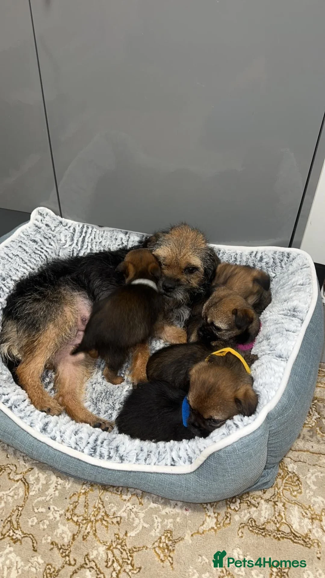 Border Terrier dogs for sale: Kc registered Border  terrier puppies - Advert 2