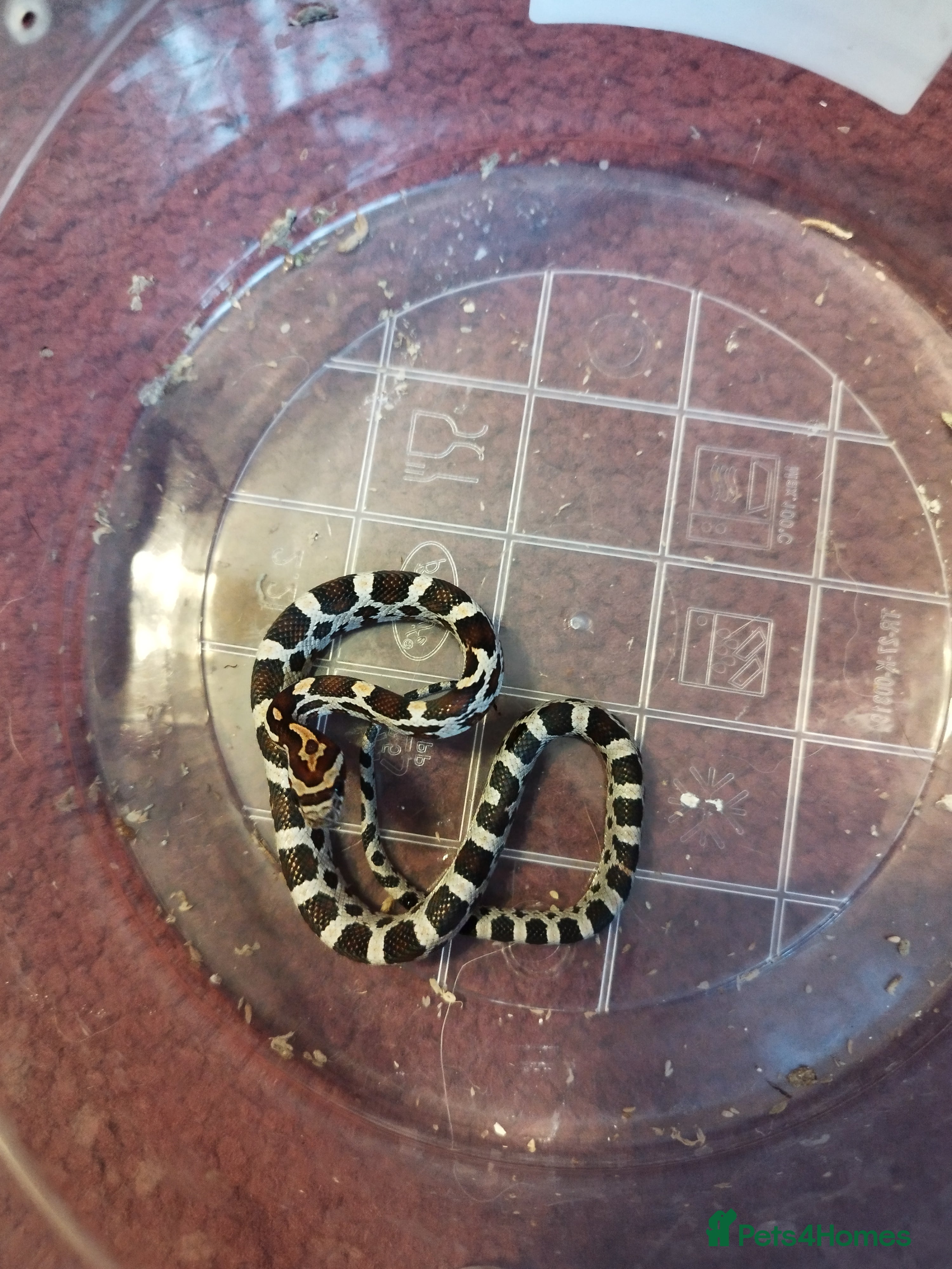 Corn Snake reptiles Cb 2025 cornsnake hatchlings  - Advert 1