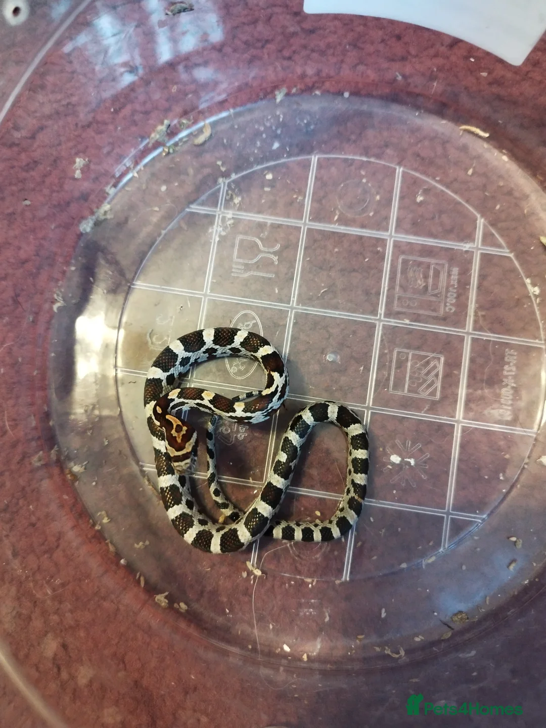 Corn Snake reptiles for sale: Cb 2025 cornsnake hatchlings  - Advert 1