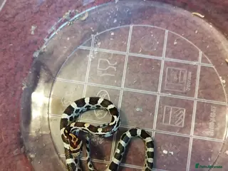 Corn Snake reptiles Cb 2025 cornsnake hatchlings - Advert 1