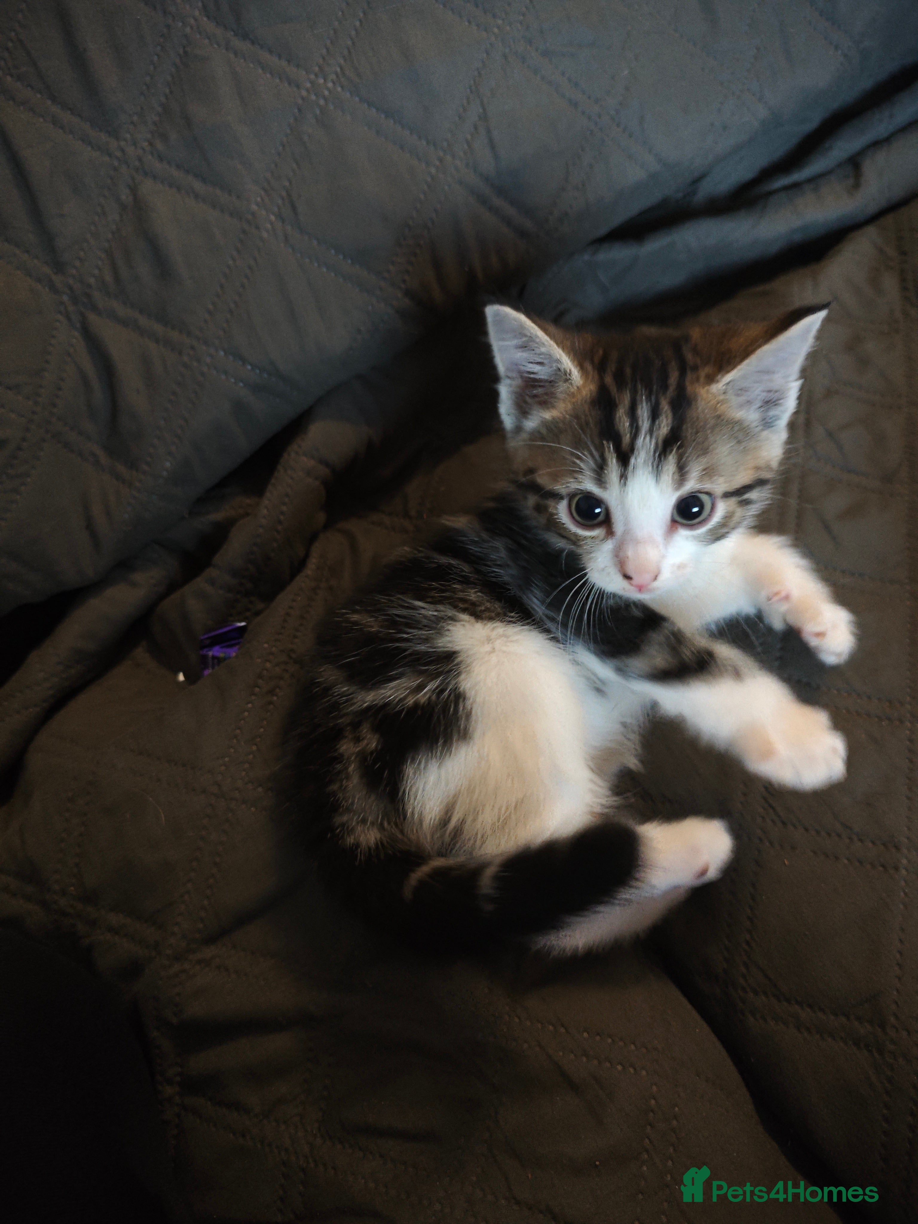 Mixed Breed cats for sale: kittens  - Advert 3