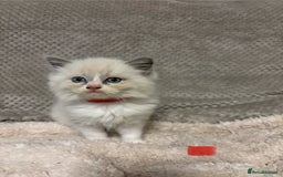 Ragdoll cats for sale: Ragdoll Kittens - Advert 12