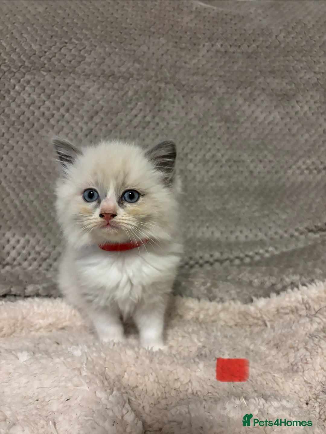 Ragdoll cats for sale: Ragdoll Kittens - Advert 12