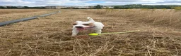 Mixed Breed dogs for sale: Staffy cross American Bully- Skye in Warminster - Advert 3