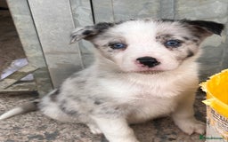 Border Collie dogs for sale: Blue Merle border collies - Image 4