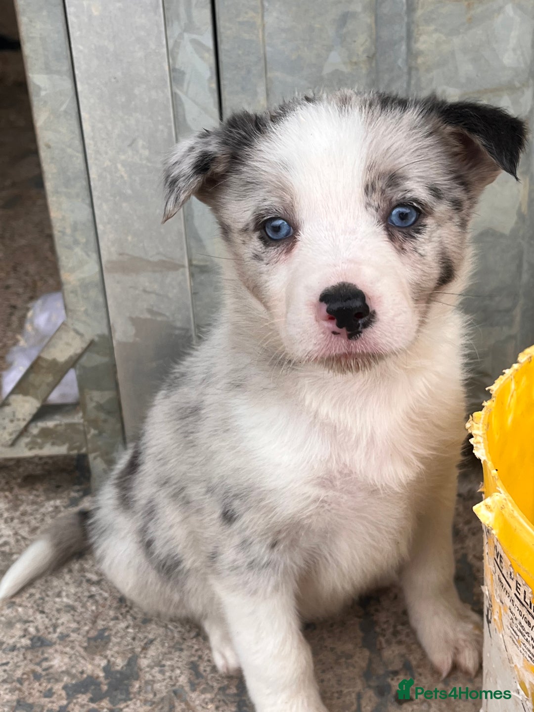Border Collie dogs for sale: Blue Merle border collies - Image 4