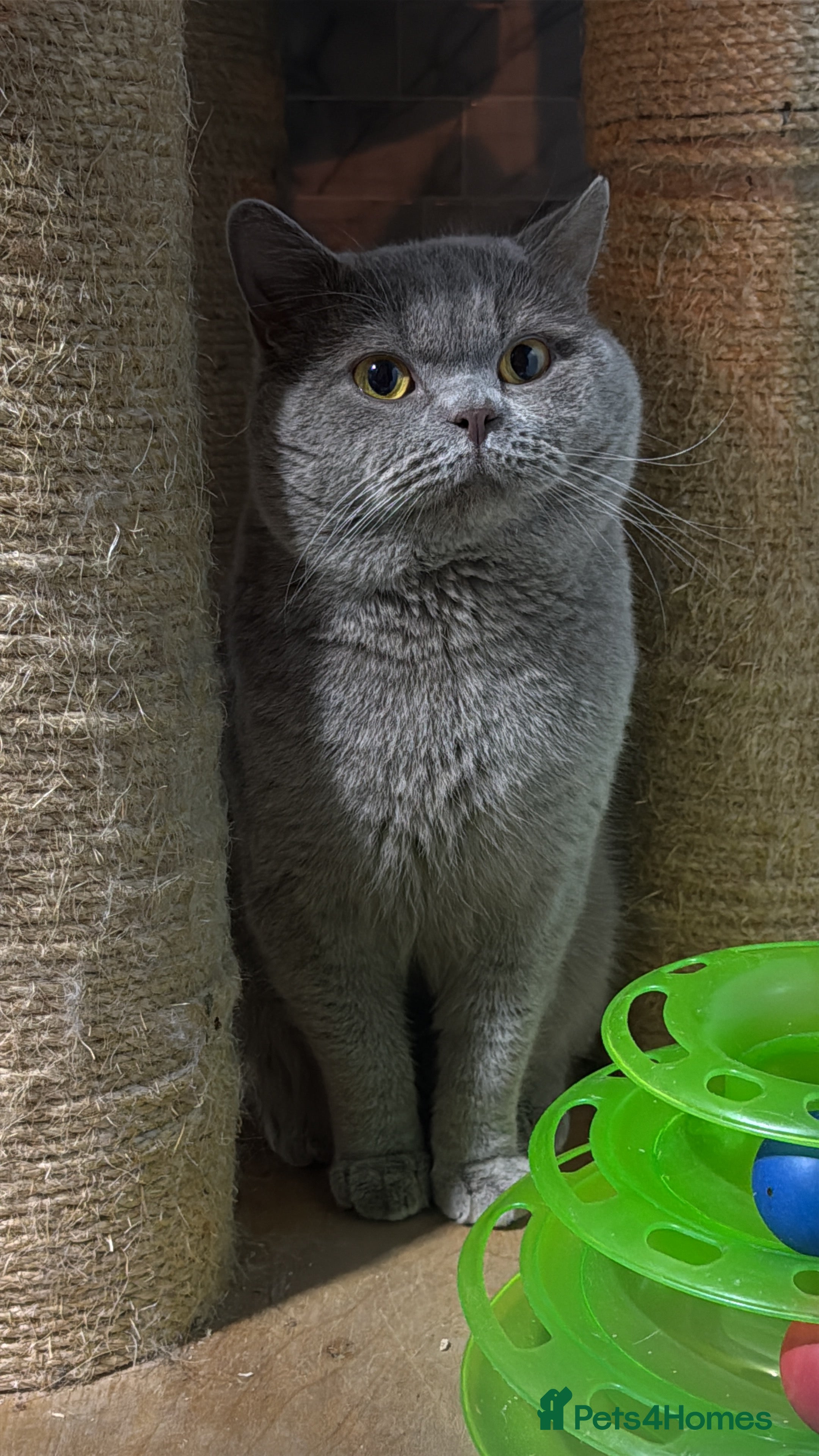 British Shorthair cats Lilac BSH for stud duties  - Advert 1