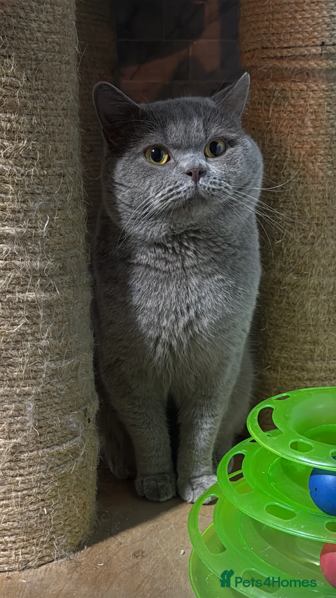 British Shorthair cats for stud: Lilac BSH for stud duties  - Advert 1