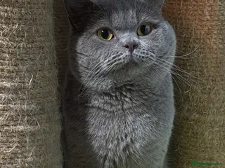 British Shorthair cats Lilac BSH for stud duties - Advert 11
