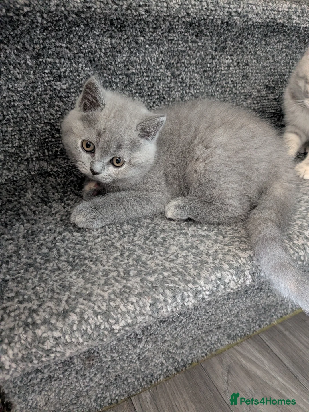 British Shorthair cats for sale: British shorthair - Advert 10