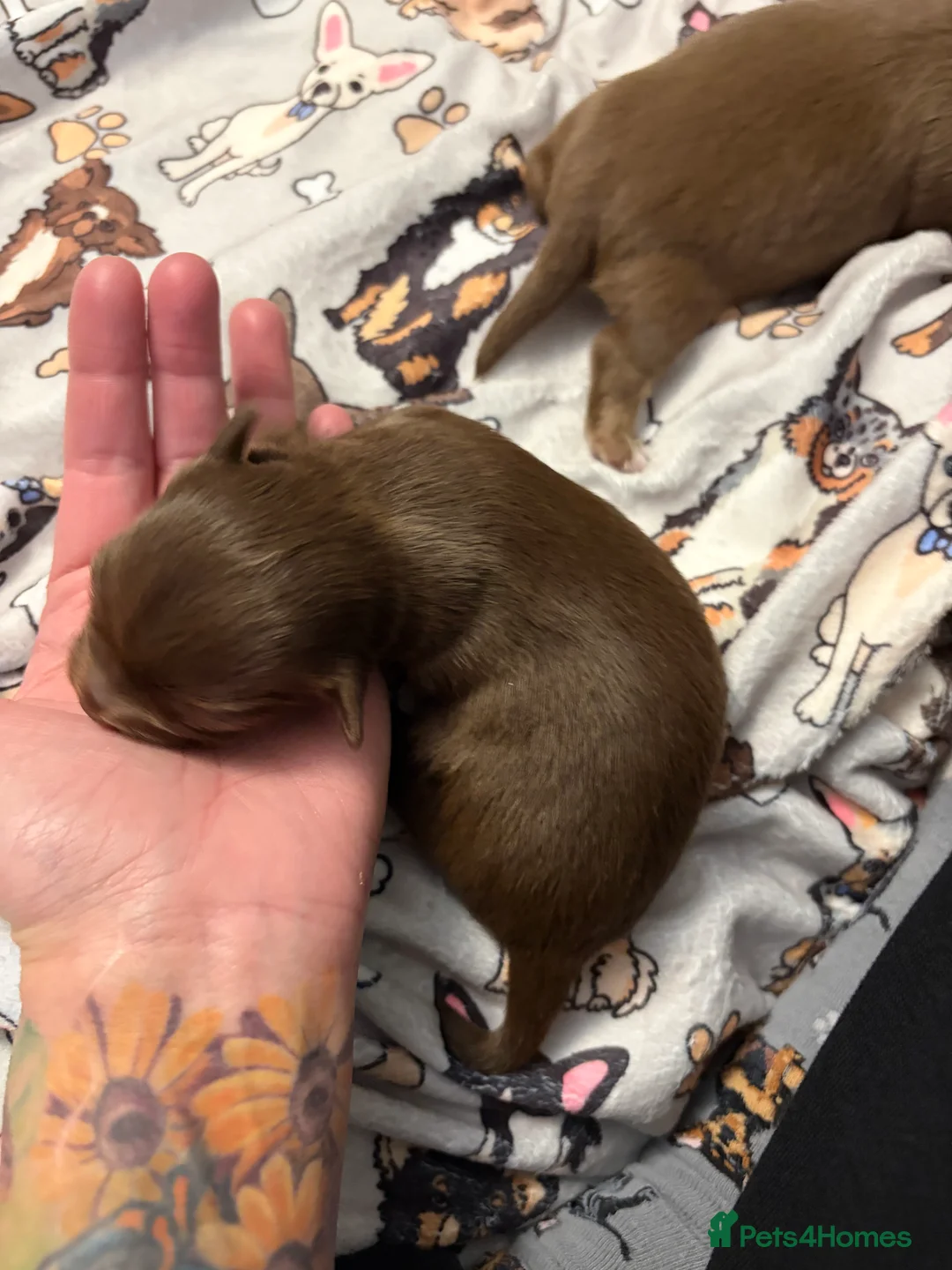 Chihuahua dogs for sale: One solid chocolate female chihuahua left!! ⭐️⭐️⭐️ - Advert 40