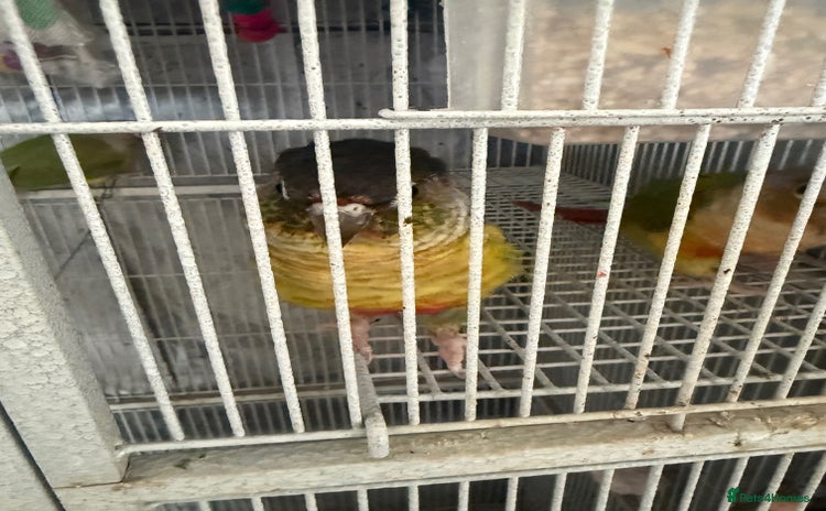 Conures birds - Advert 1