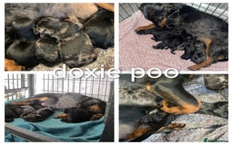 Toy Poodle dogs for stud: toy poodle short notice DNA  tested clear PRA £125 in Nottingham - Image 36