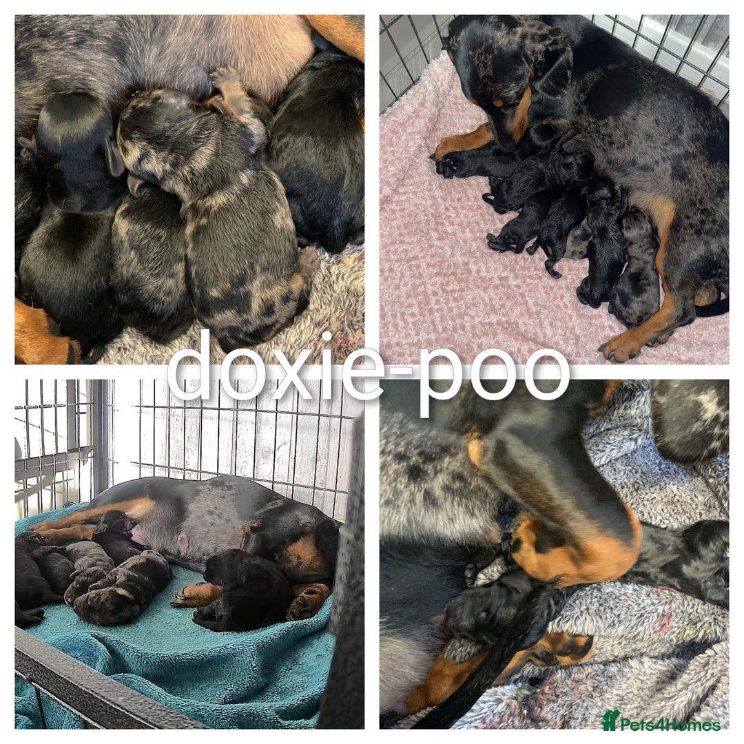 Toy Poodle dogs for stud: toy poodle short notice DNA  tested clear PRA £125 in Nottingham - Image 36