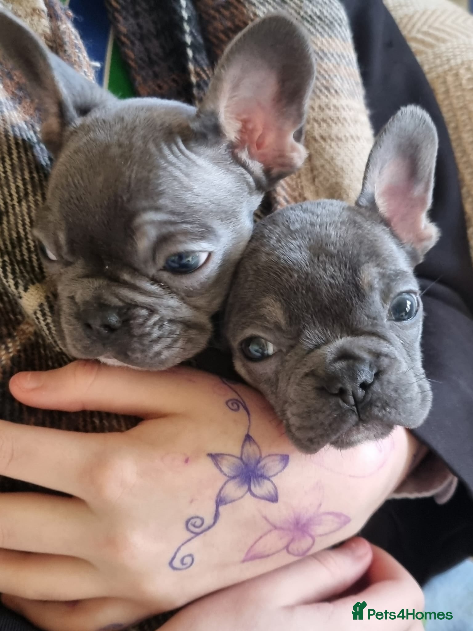 French Bulldog dogs French Bulldog Puppies - Advert 2
