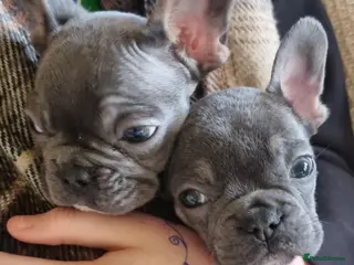 French Bulldog dogs French Bulldog Puppies - Advert 1