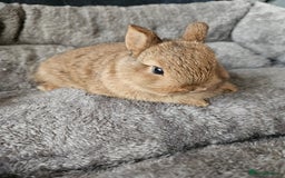 Netherland Dwarf rabbits for sale: Red Agouti Netherland Dwarf girl - Advert 1